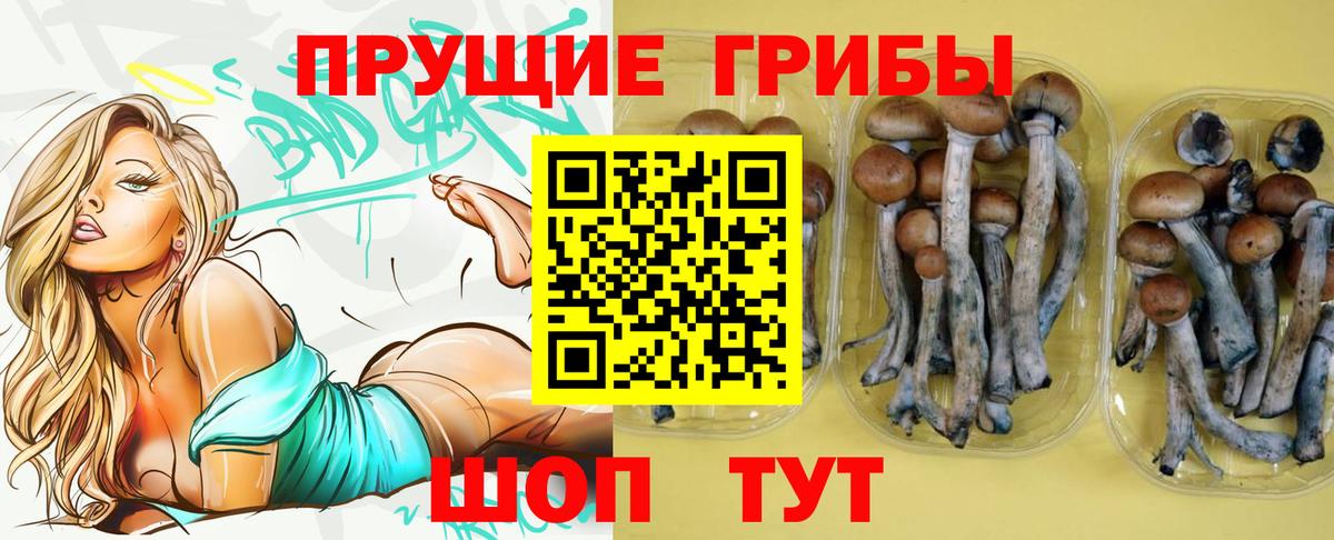 Галлюциногенные грибы Psilocybe Медногорск